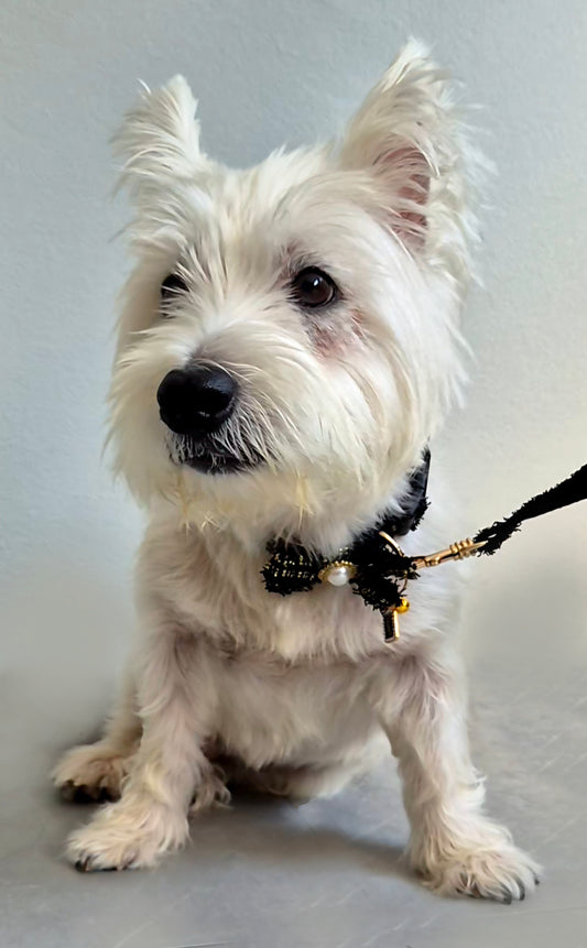 Tweed Collar & Leash