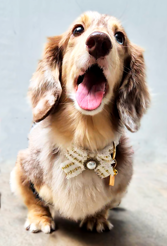 Tweed Collar & Leash