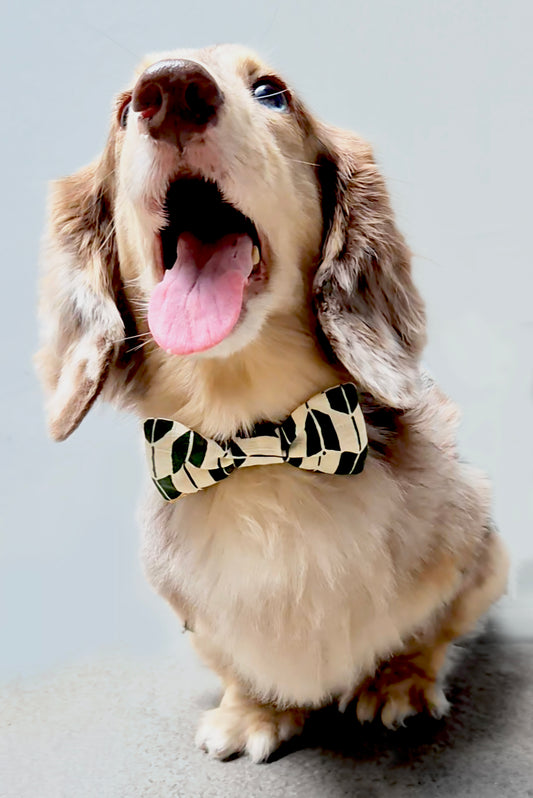 Bow